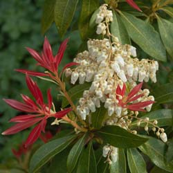 Pieris